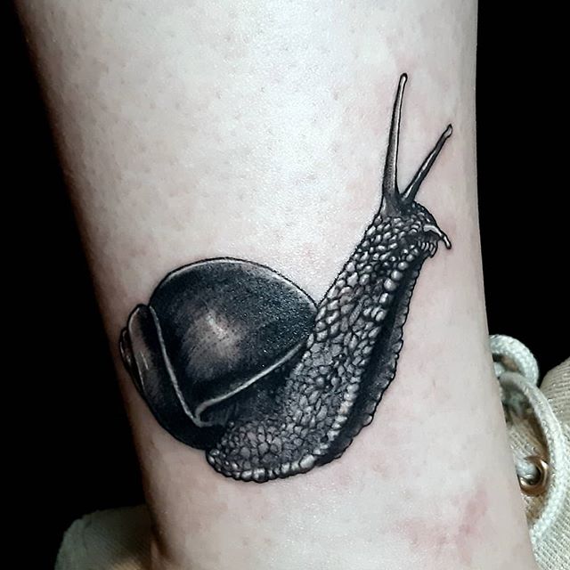 raphe tattoo escargot black and grey